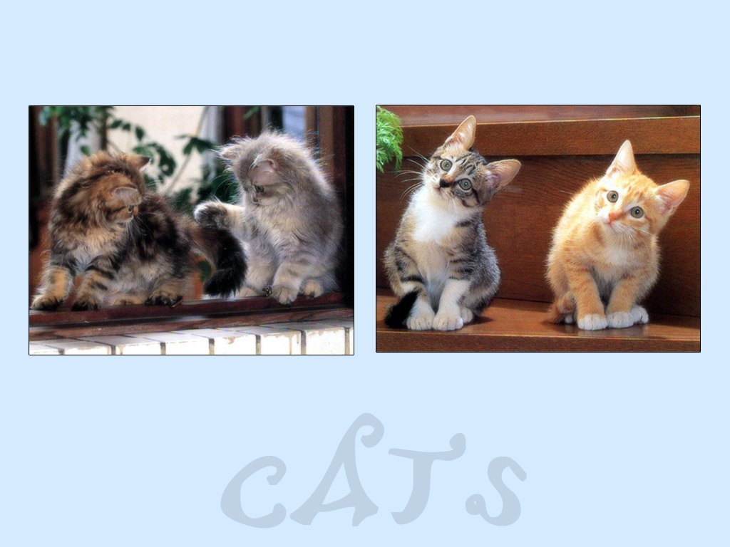 Chats - 083